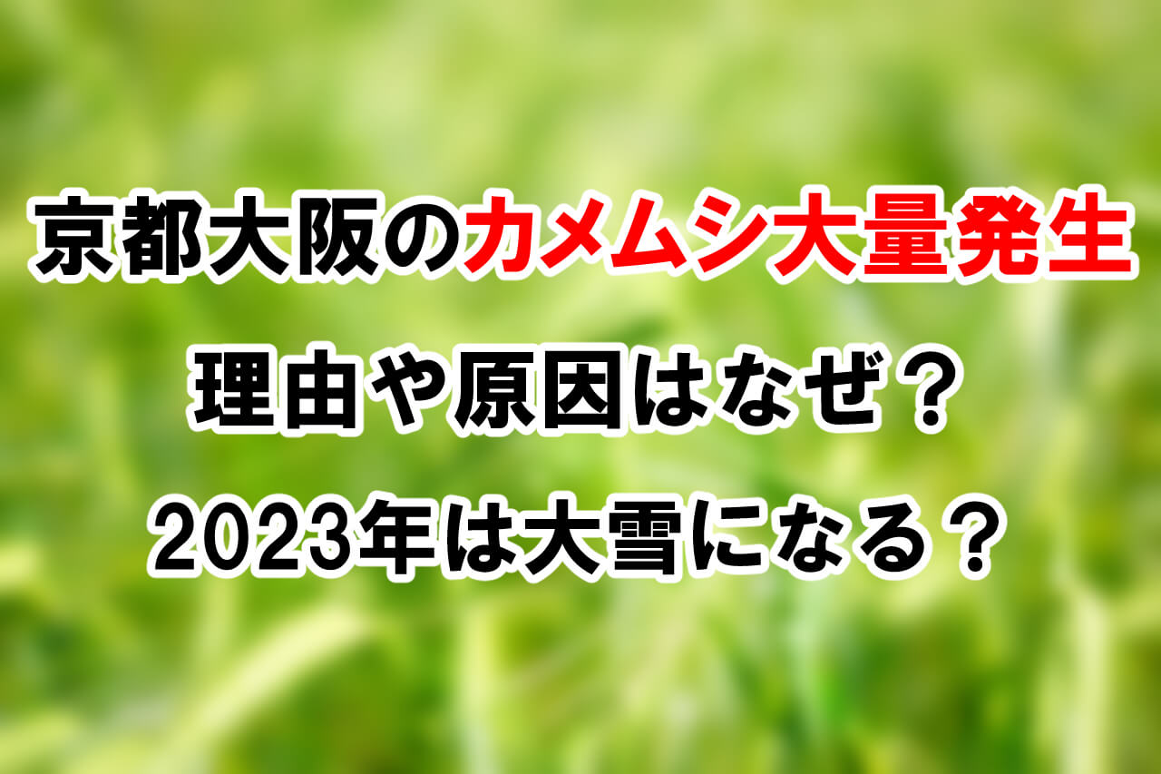 京都大阪のカメムシ大量発生の理由や原因はなぜ？2023年は大雪になる？